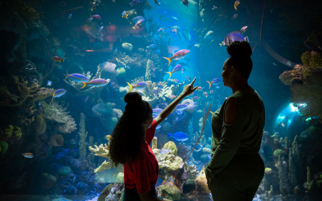 A woman stands with a young girl who points to fish in an aquarium